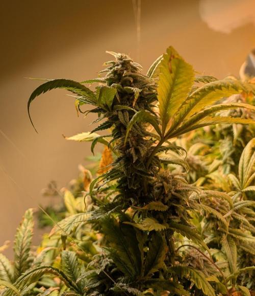 Cement Shoes. Week 24