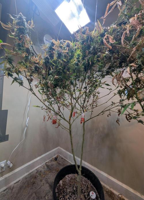 Sugar Black Rose. Week 18