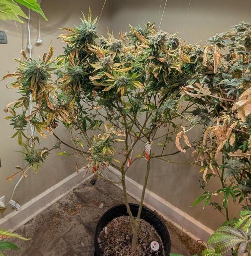 Sugar Black Rose. Week 18