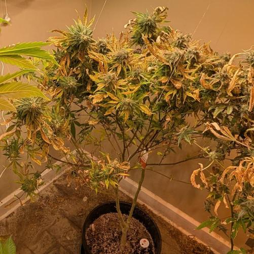 Sugar Black Rose. Week 18