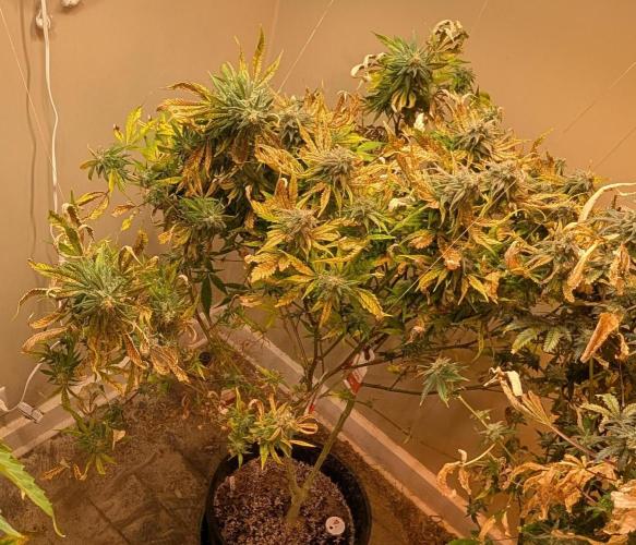 Sugar Black Rose. Week 18