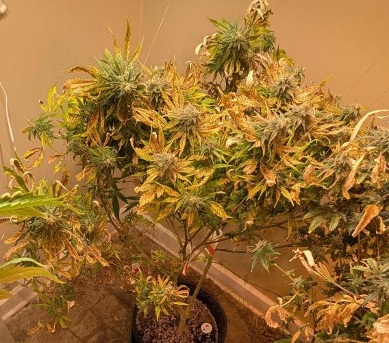 Sugar Black Rose. Week 18