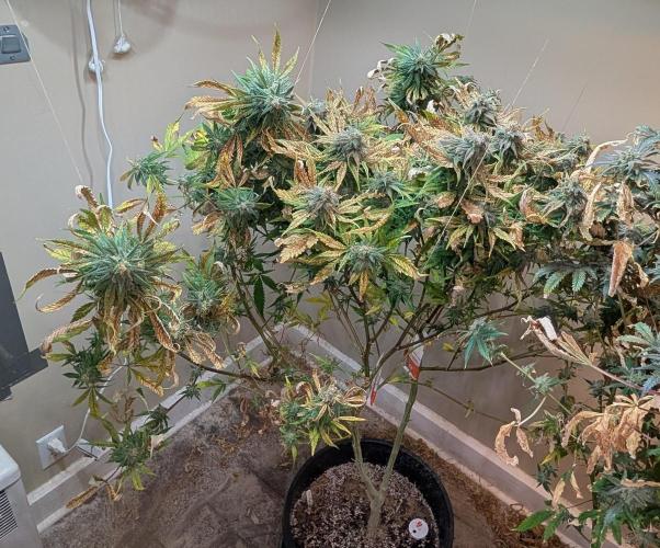 Sugar Black Rose. Week 18