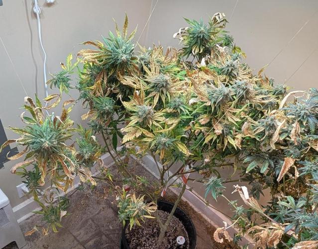 Sugar Black Rose. Week 18