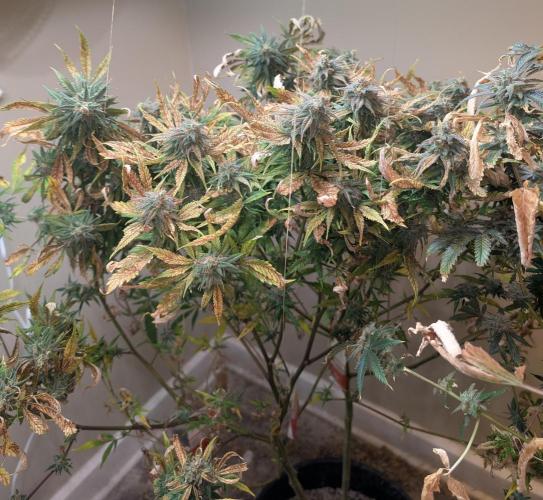 Sugar Black Rose. Week 18