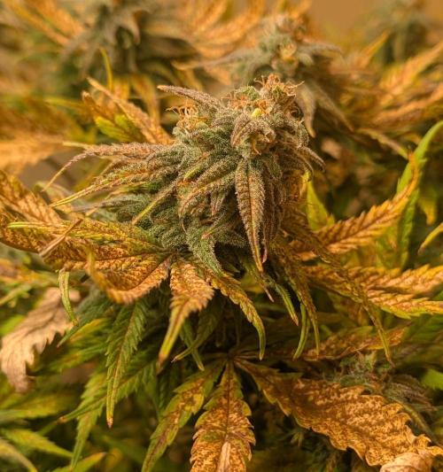 Sugar Black Rose. Week 18