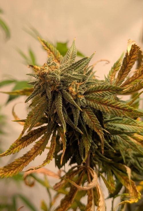 Sugar Black Rose. Week 18