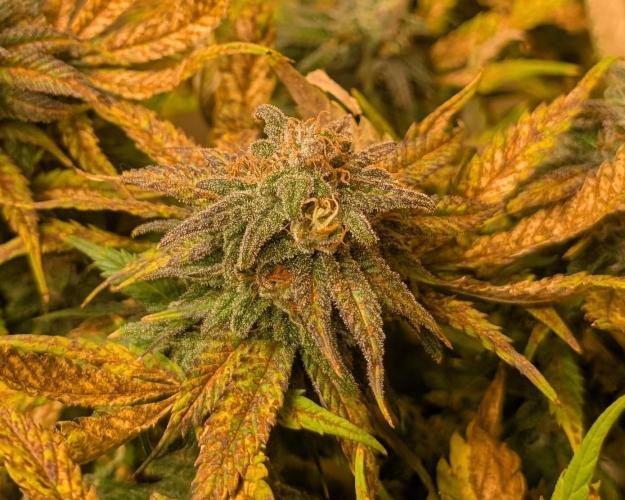 Sugar Black Rose. Week 18