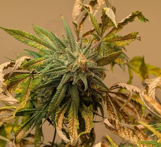 Sugar Black Rose. Week 18