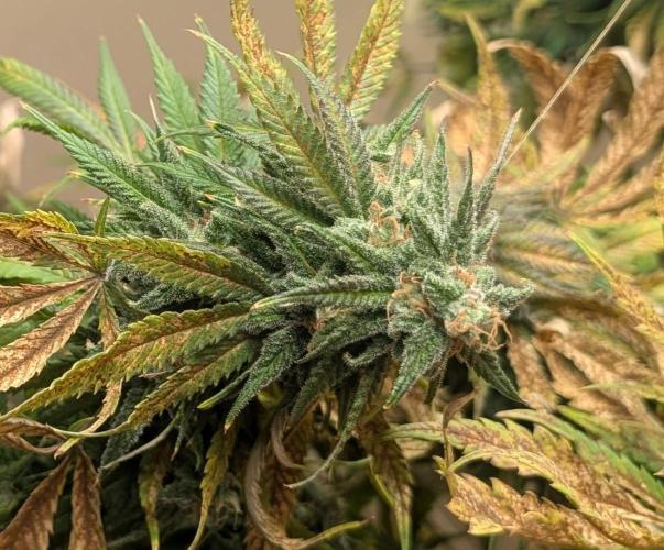 Sugar Black Rose. Week 18