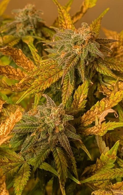 Sugar Black Rose. Week 18