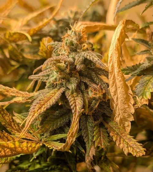 Sugar Black Rose. Week 18