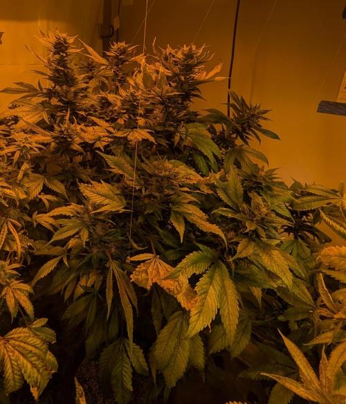 Red Mandarine. Week 18