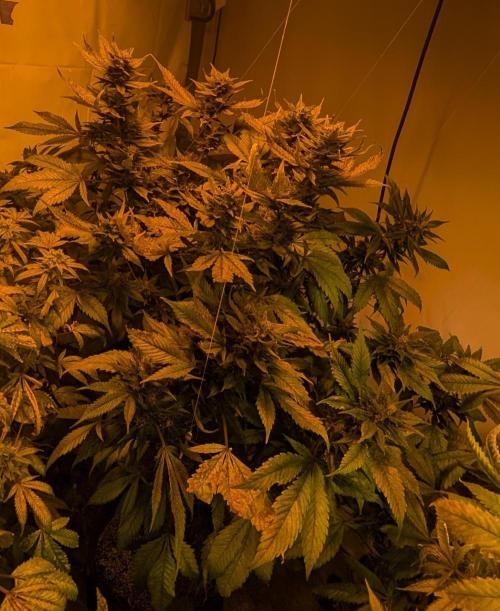 Red Mandarine. Week 18