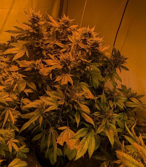 Red Mandarine. Week 18