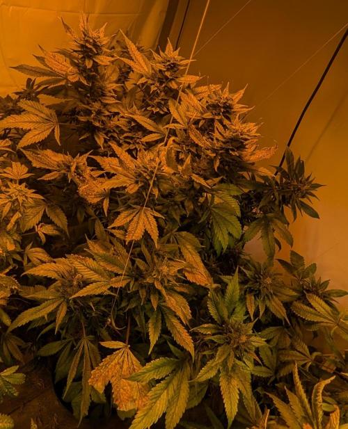 Red Mandarine. Week 18