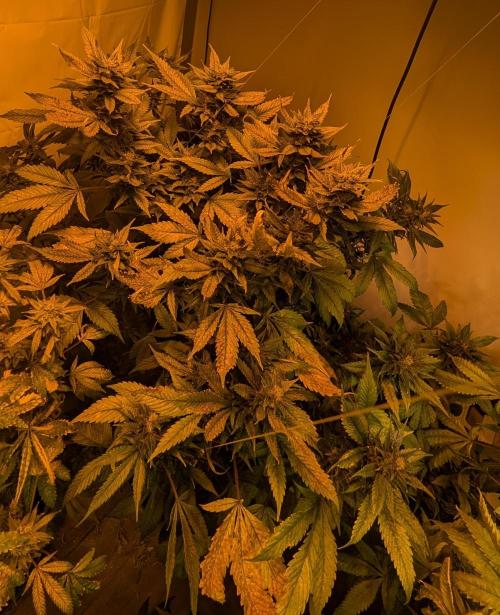 Red Mandarine. Week 18