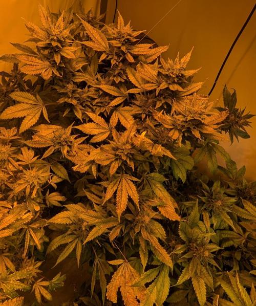 Red Mandarine. Week 18