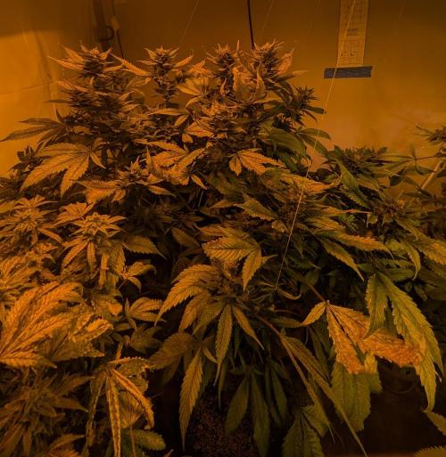 Red Mandarine. Week 18