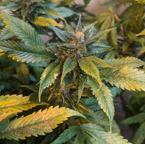 Red Mandarine. Week 18