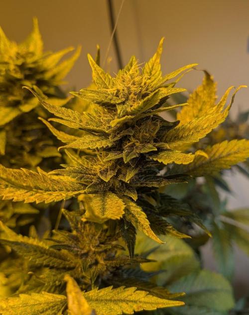 Red Mandarine. Week 18