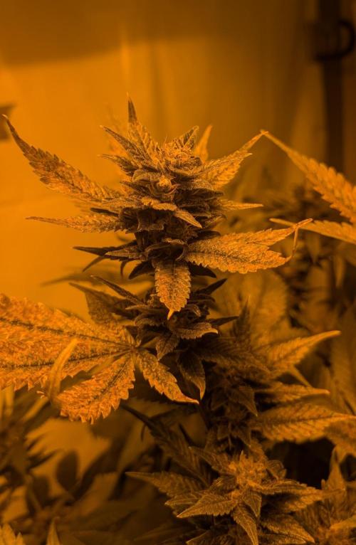 Red Mandarine. Week 18