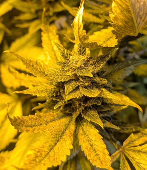 Red Mandarine. Week 18