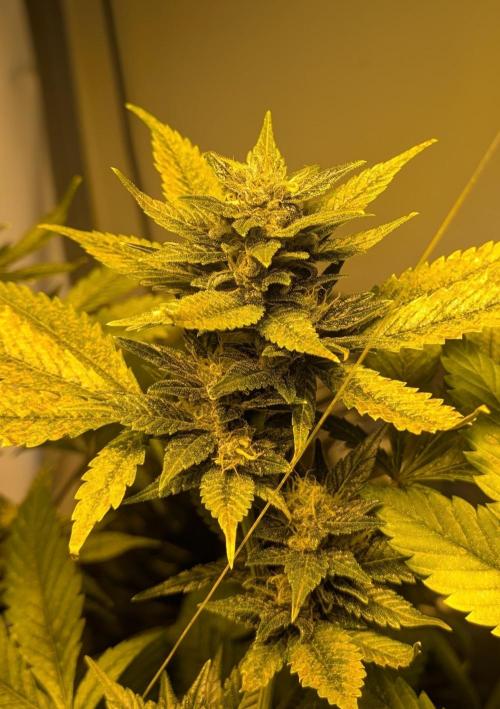 Red Mandarine. Week 18