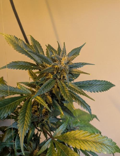 Red Mandarine. Week 18