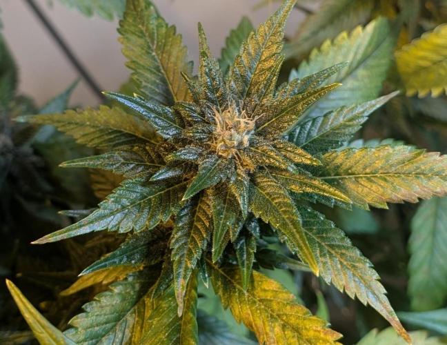 Red Mandarine. Week 18