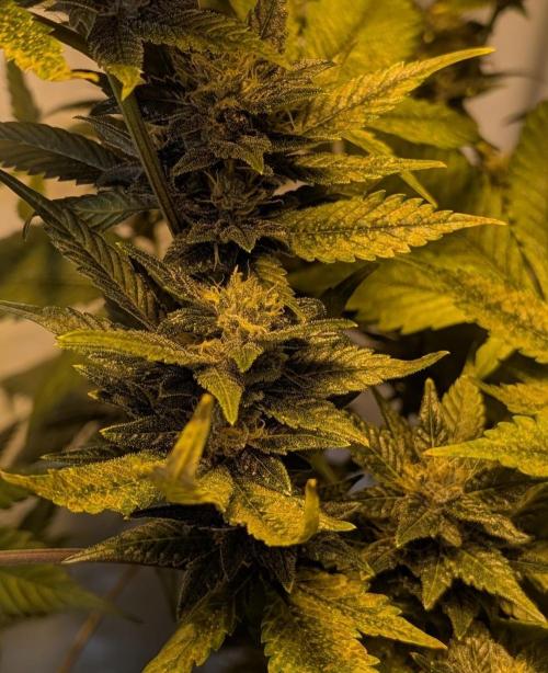 Red Mandarine. Week 18