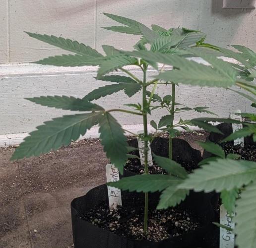 Permanent Marker. Week 6