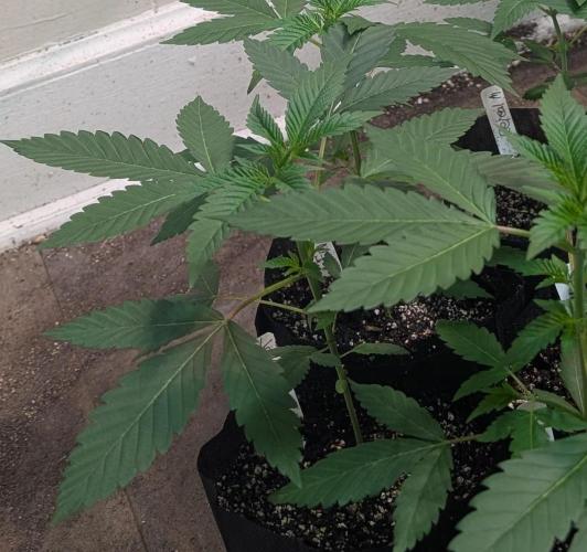 Permanent Marker. Week 6