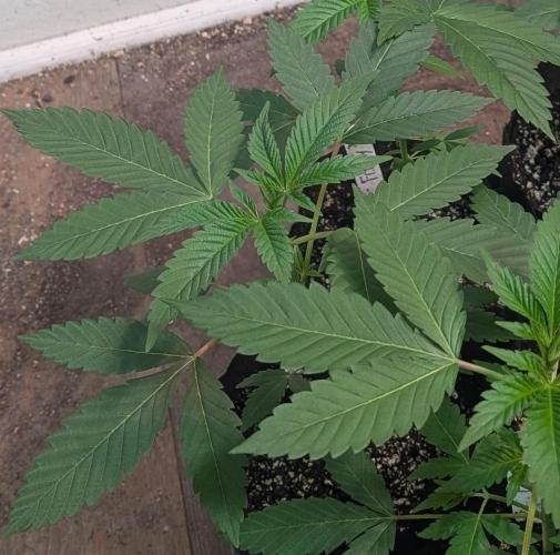 Permanent Marker. Week 6