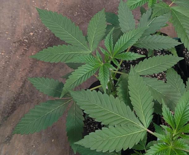 Permanent Marker. Week 6