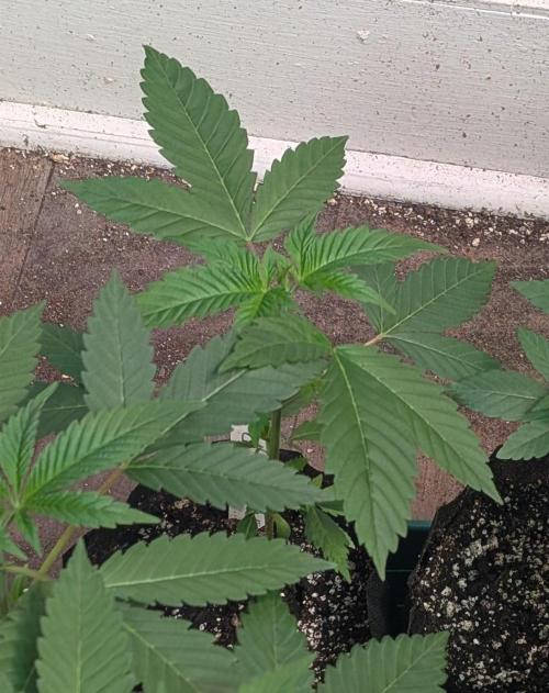 Fruity Pebbles. Week 6