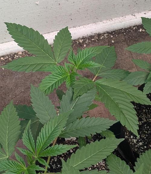 Fruity Pebbles. Week 6