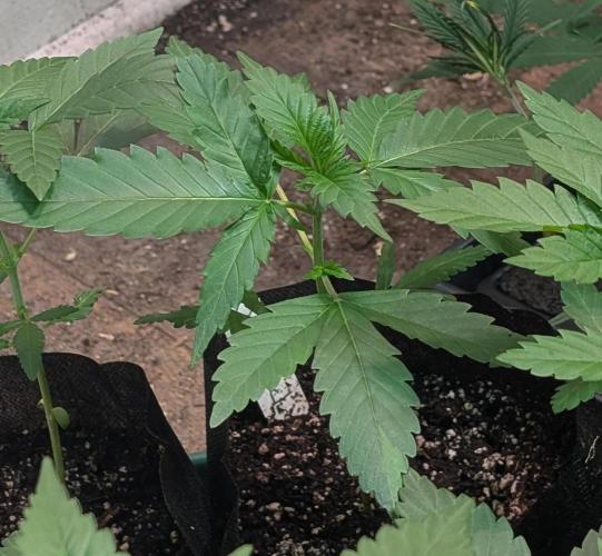 Pellezino Cookies. Week 6