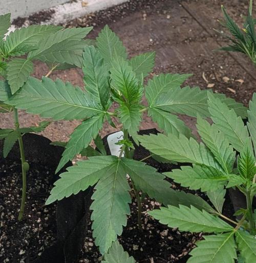 Pellezino Cookies. Week 6