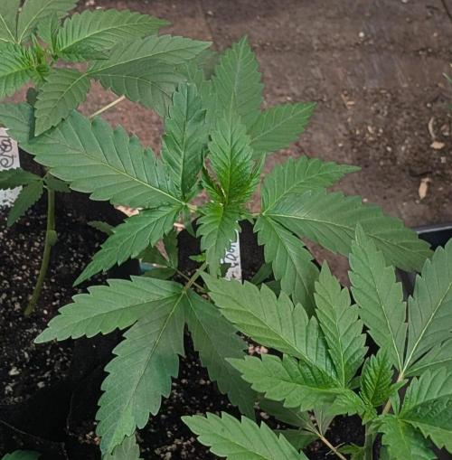 Pellezino Cookies. Week 6