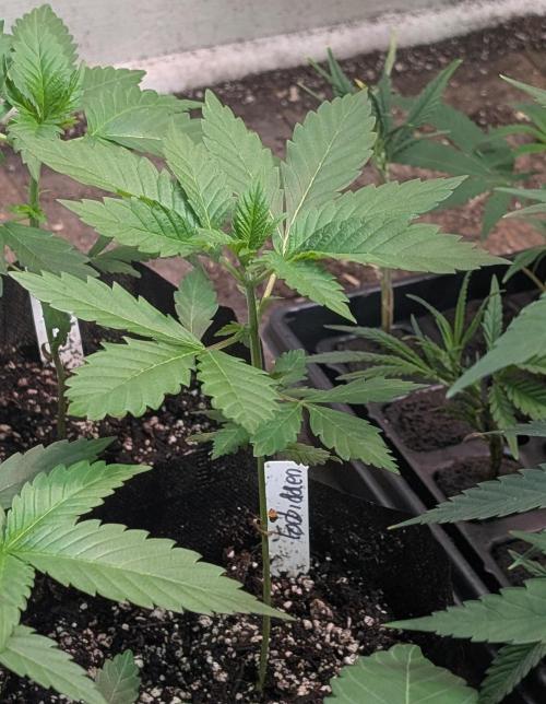 Forbidden Fruit. Week 6