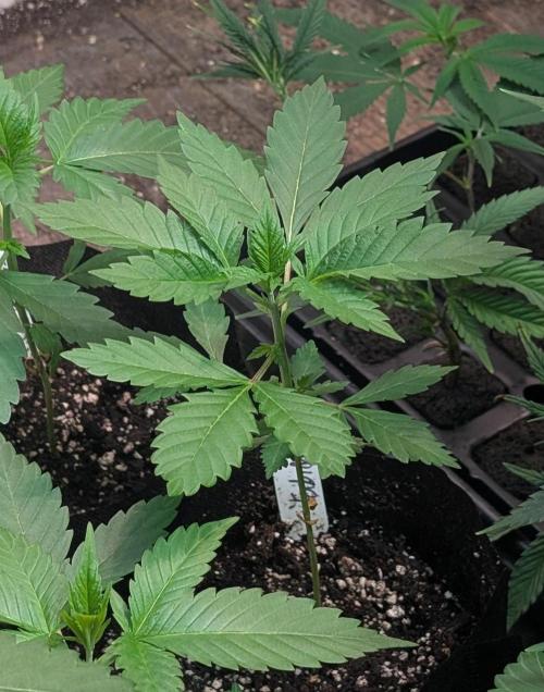 Forbidden Fruit. Week 6