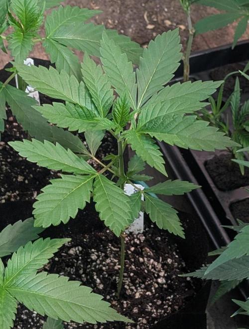 Forbidden Fruit. Week 6