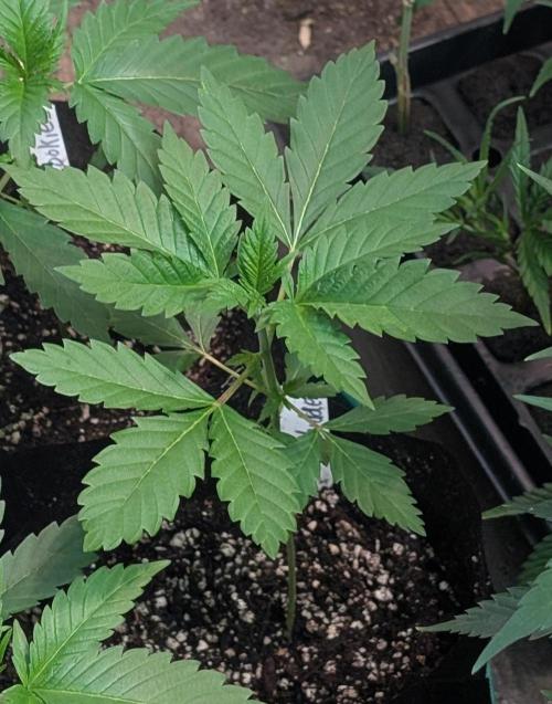 Forbidden Fruit. Week 6