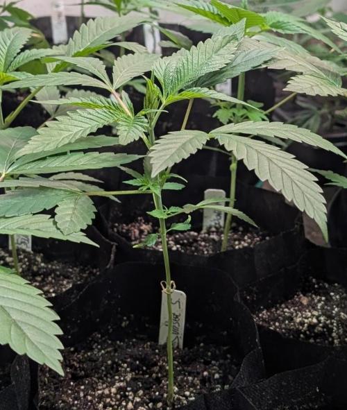 Sunset Sherbet. Week 6