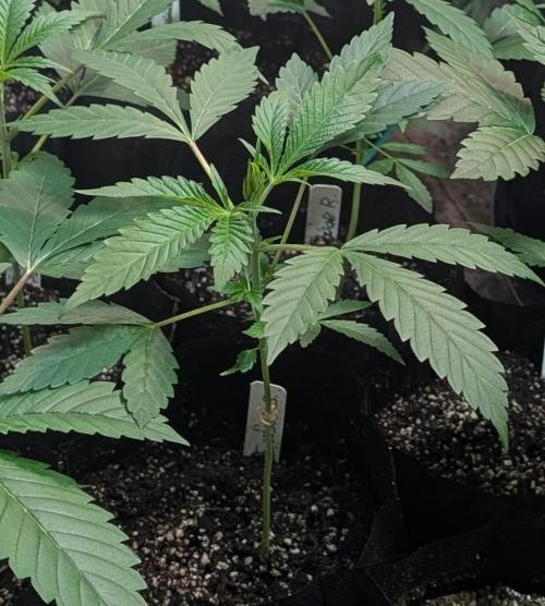 Sunset Sherbet. Week 6