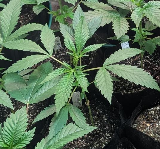 Sunset Sherbet. Week 6