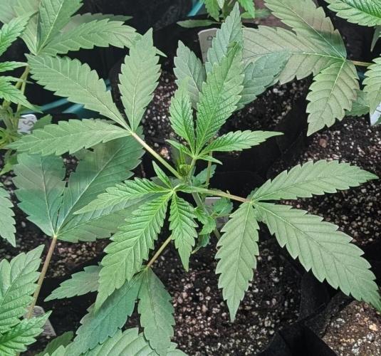 Sunset Sherbet. Week 6