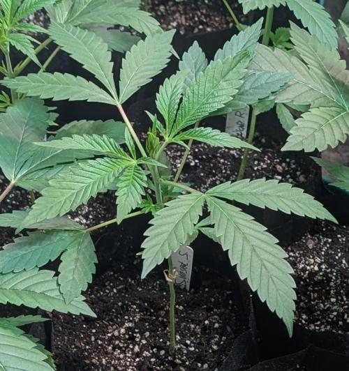 Sunset Sherbet. Week 6