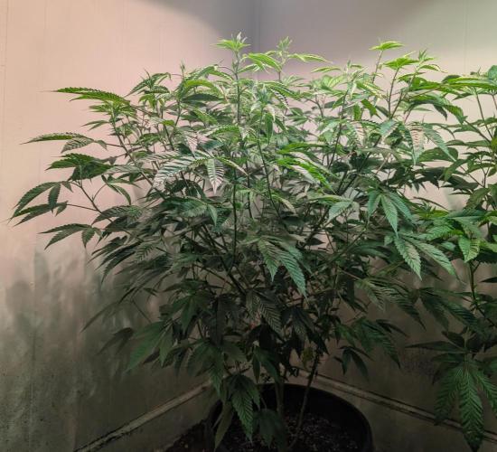 Killer Kush. Week 19